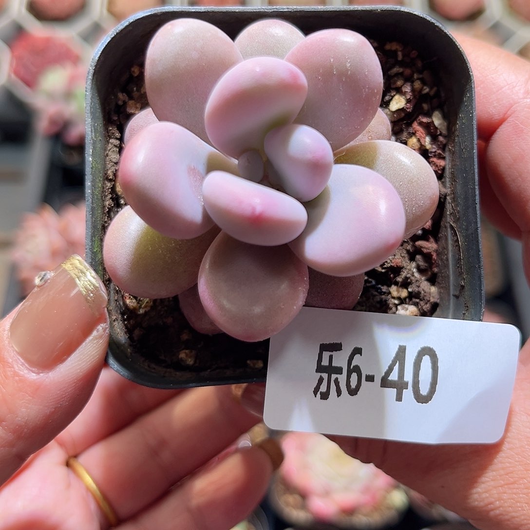 乐6-40 桃蛋单头