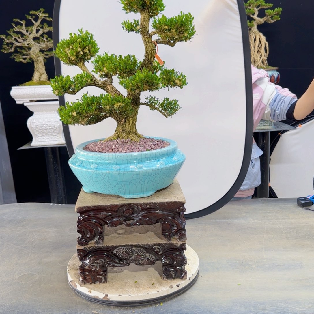 高端黄杨盆景艺术