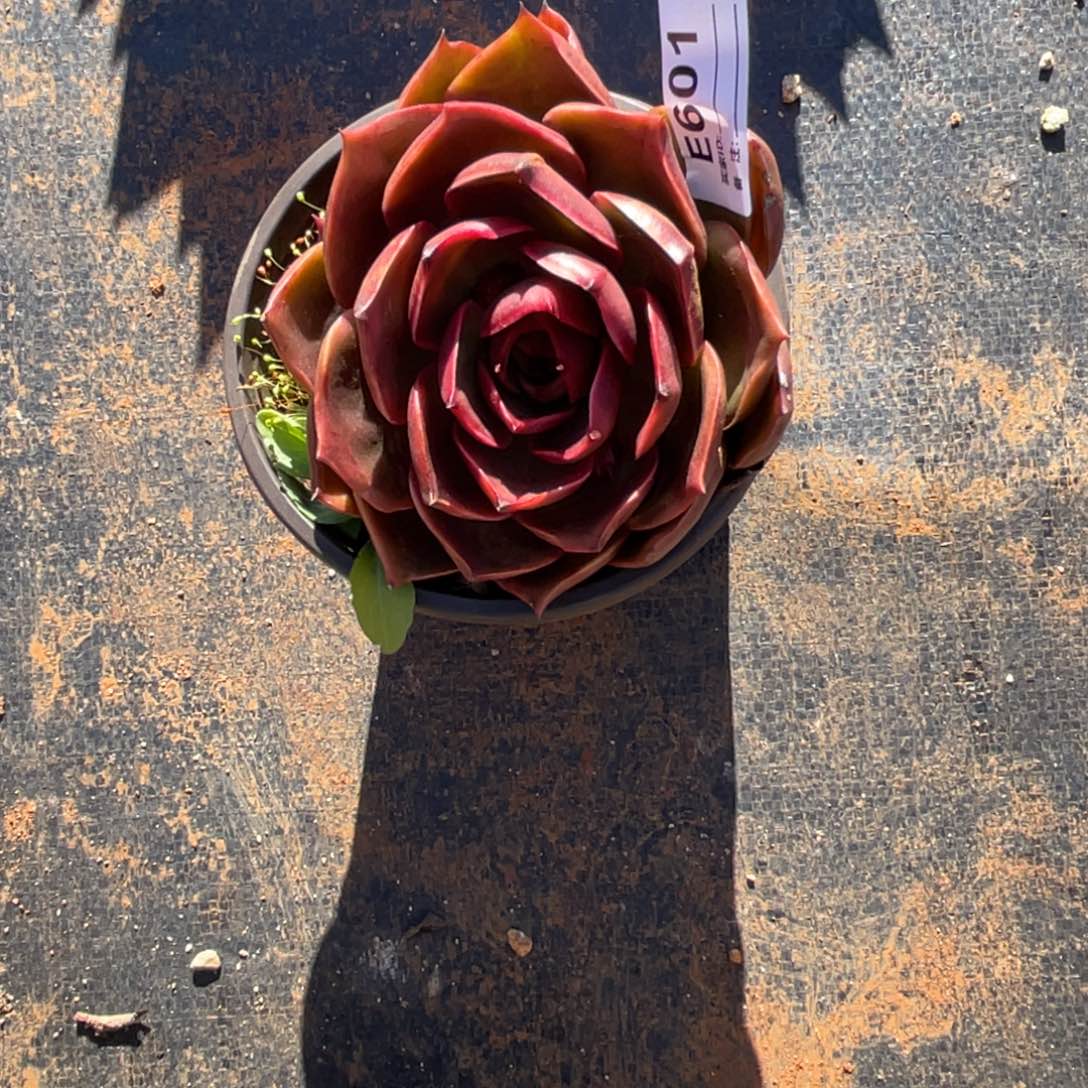 无花朵若茹东云单拍E601