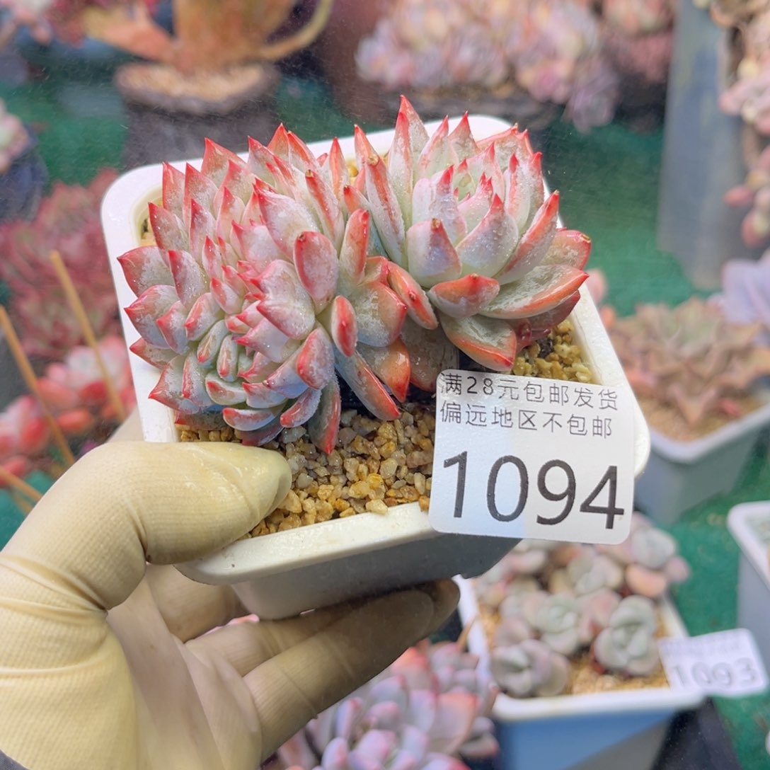 大1094；b z b x b cv v b