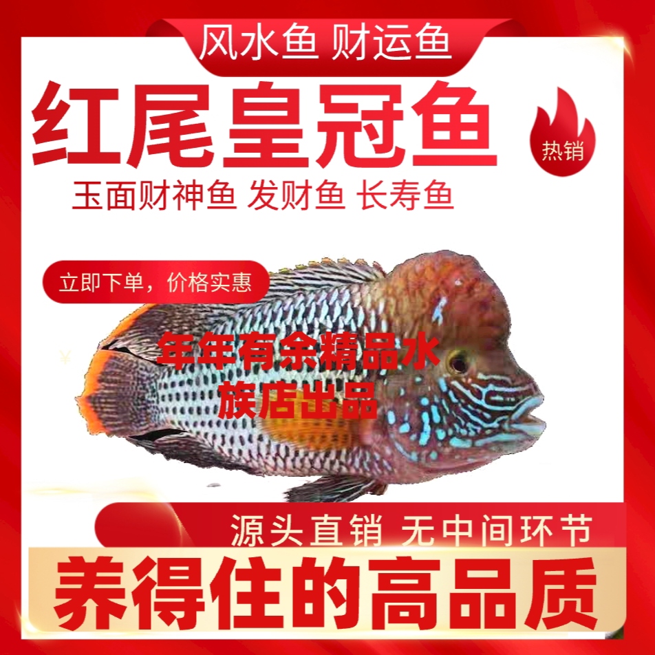 红尾皇冠鱼活体玉面皇冠鱼老寿星鱼蓝面财神中大型热带鱼观赏鱼