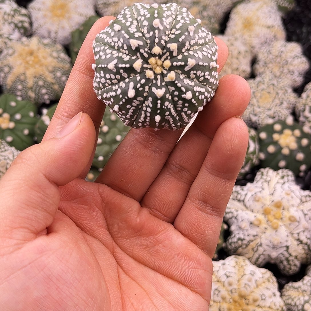 哈哈哈哈哈哈ｖ兜兜兜