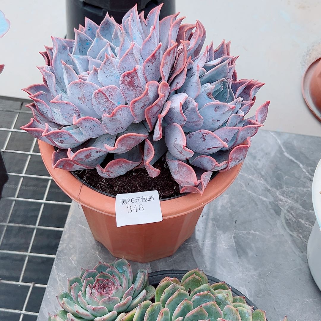 爱***钱346露西娜多肉植物多肉