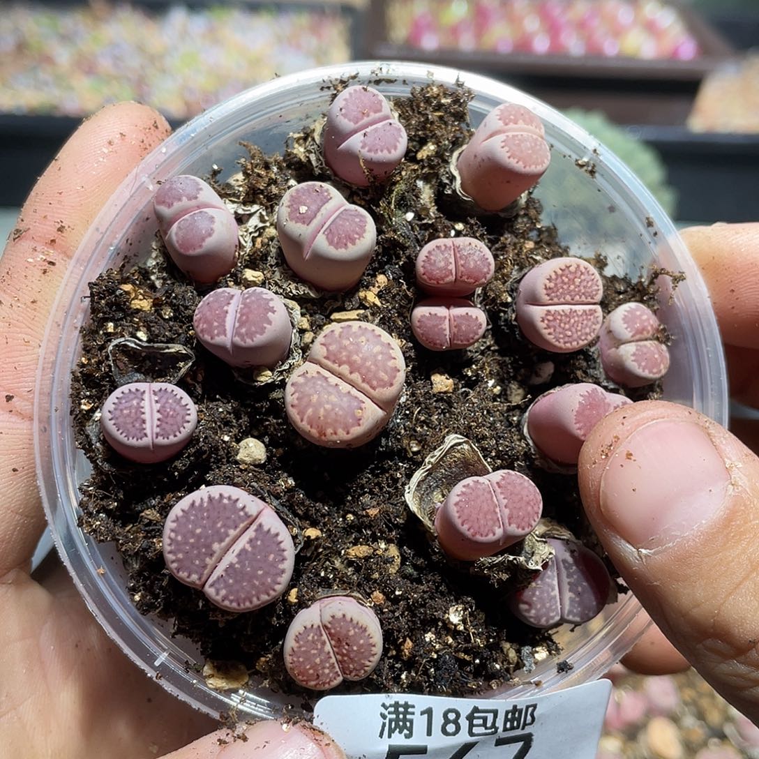 小***郭567当天凑满十八元包邮生石花