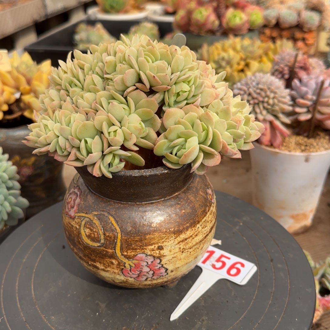 156。     骑兵缀多肉