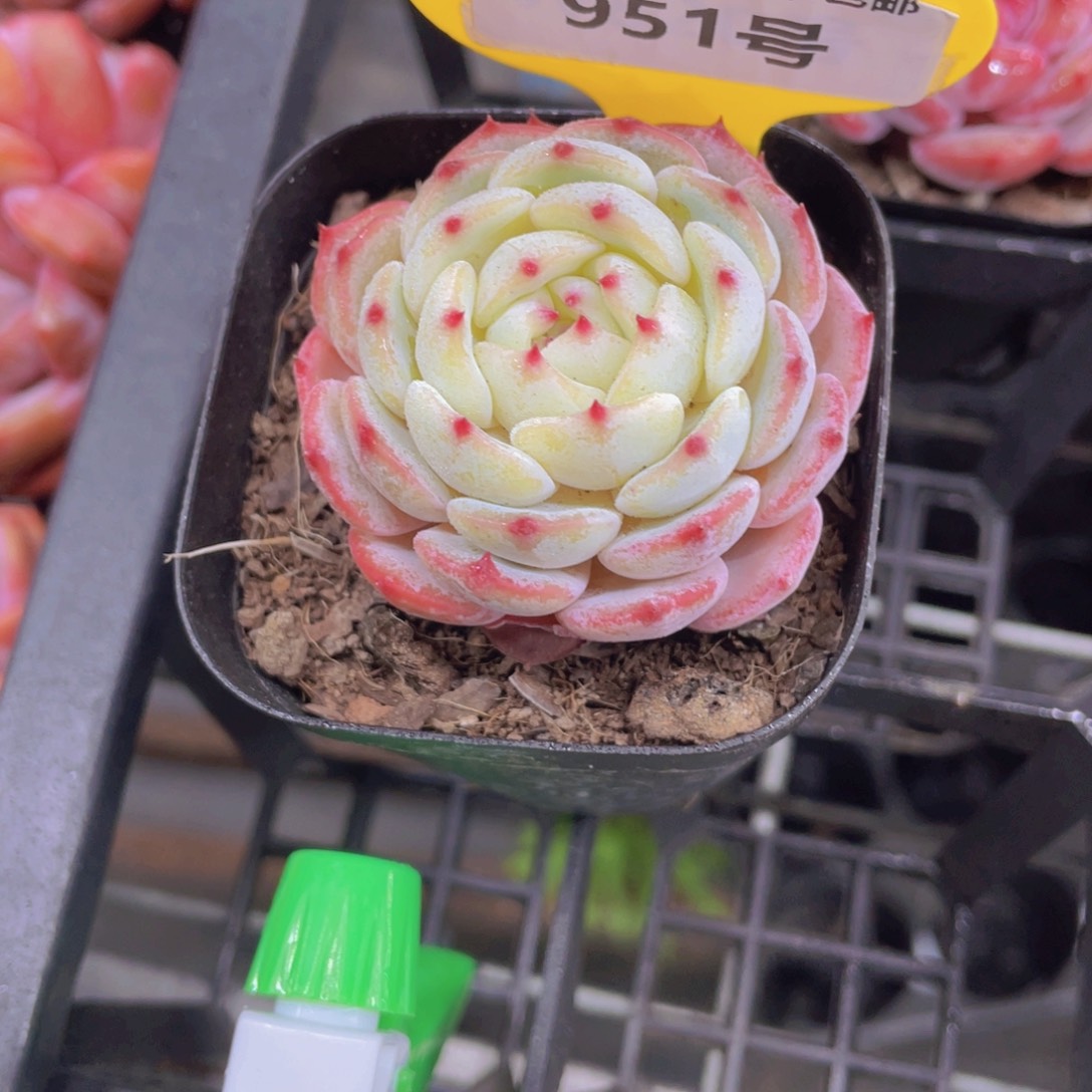 951号 奶油珍妮新品