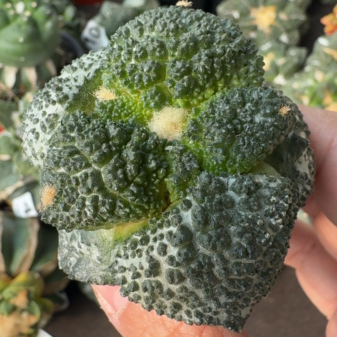 【闪购商品】细腻大尤哥斯拉475