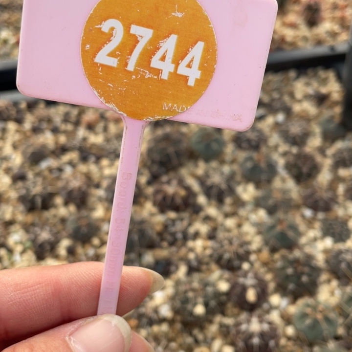 味***主实生仙人球2744000000000