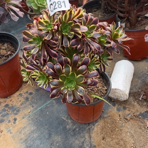 281欧嘉莉不包断枝