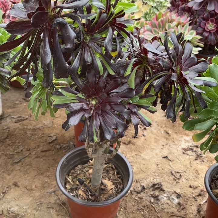 多肉植物法师水墨丹青31