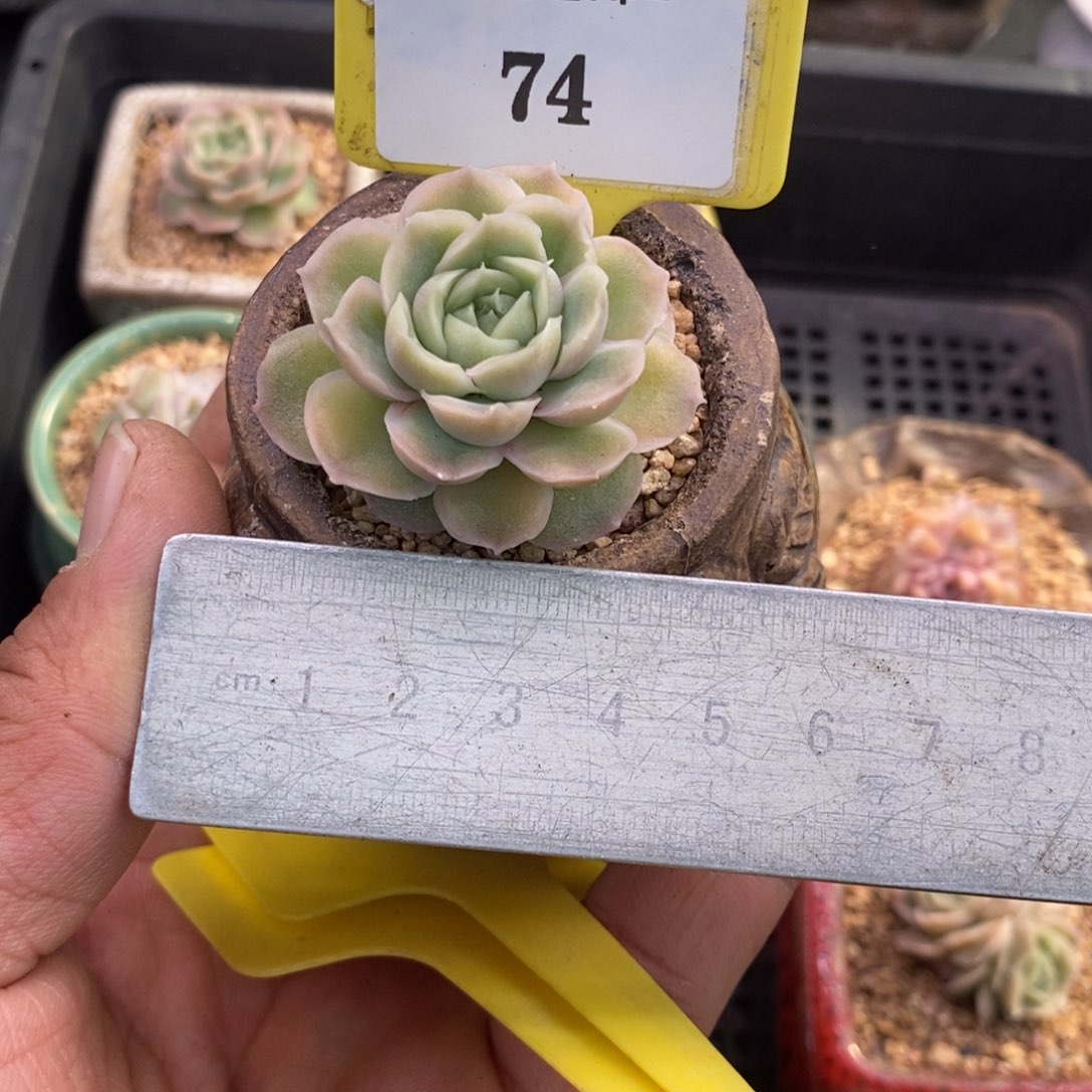 274水晶虾饺多肉植物