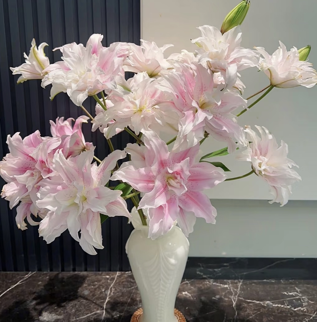 粉色重瓣百合10-15个花苞鲜花任意两单包邮