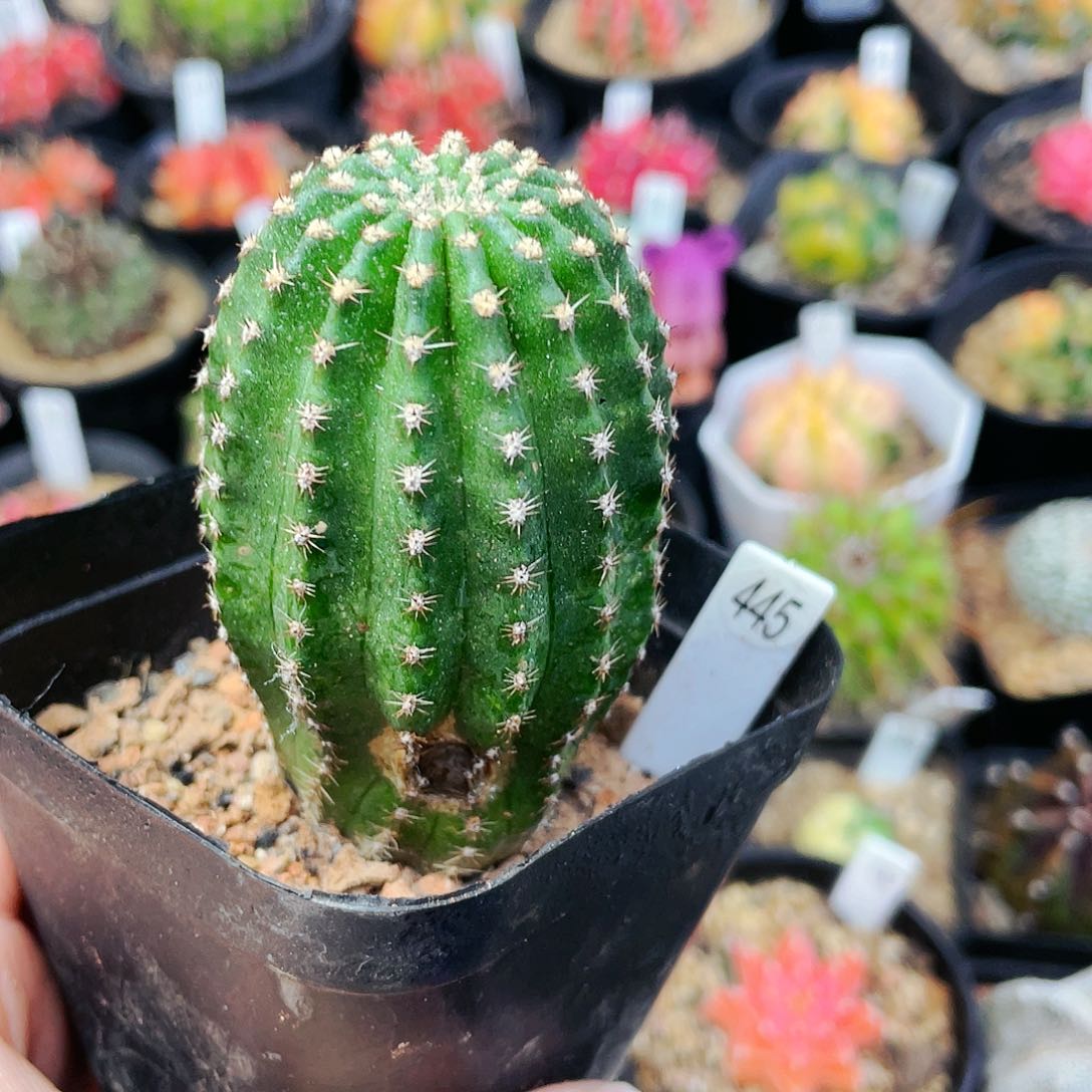 黑金刚非偏远地区满25包邮仙人球瑕疵