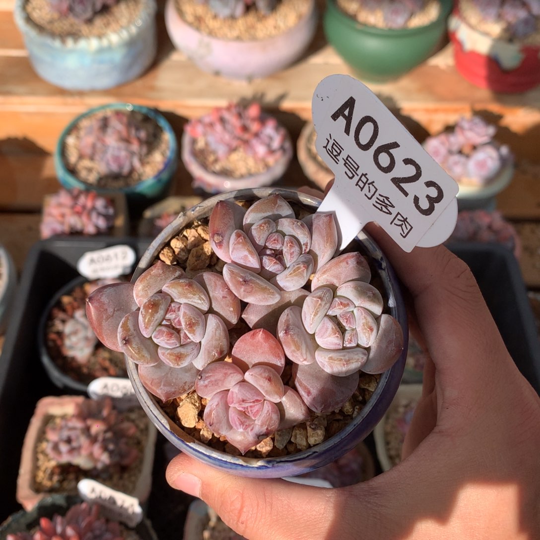 A0623 星影小脸老桩 有砍 8cm