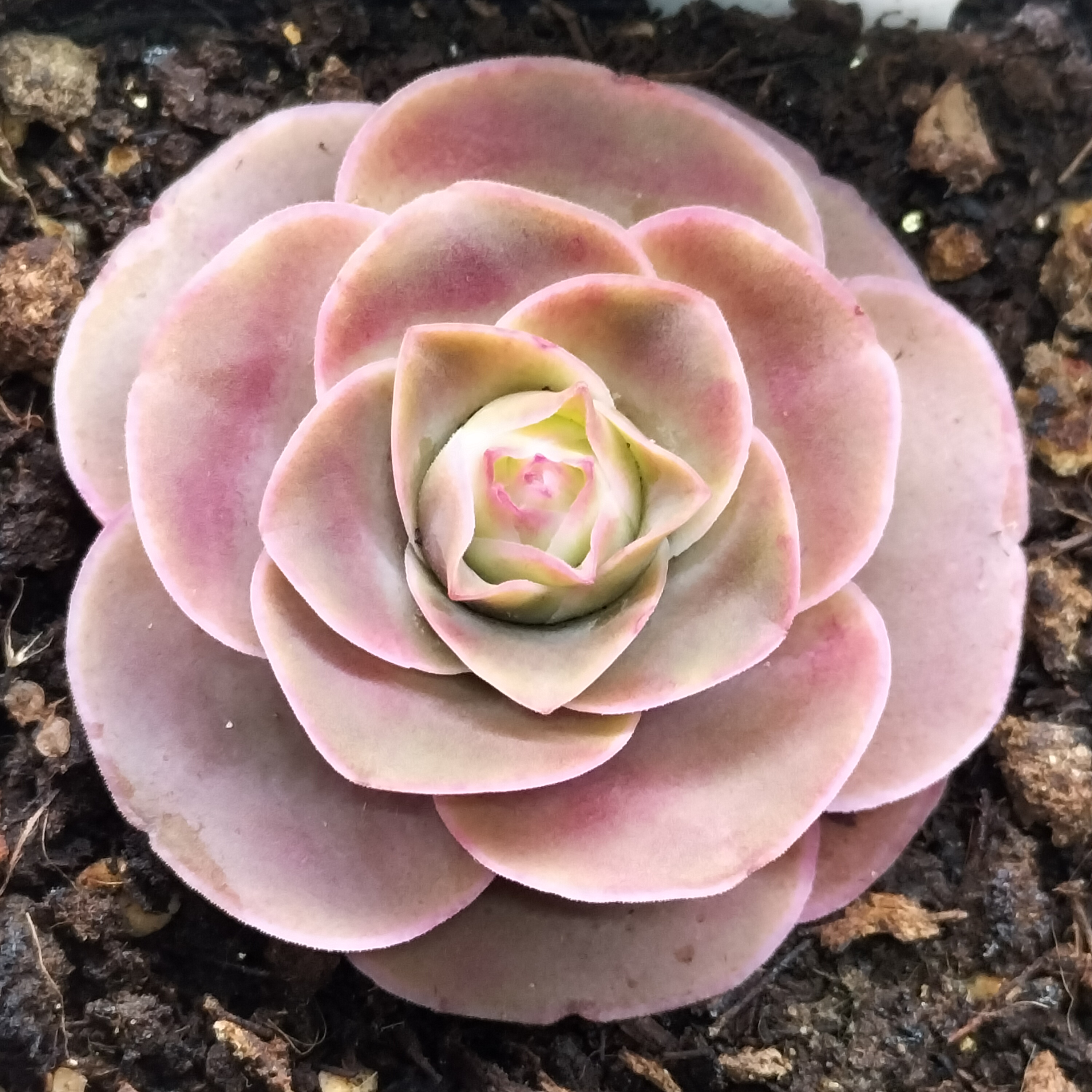 楹楹/381/冠幅3CM