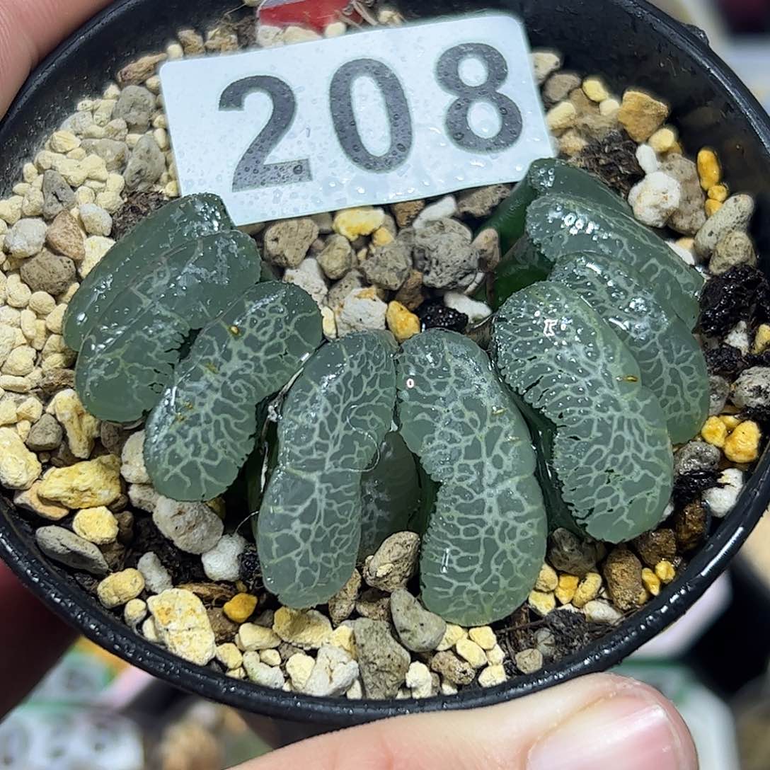 终极蓝玉扇十二卷多肉植物