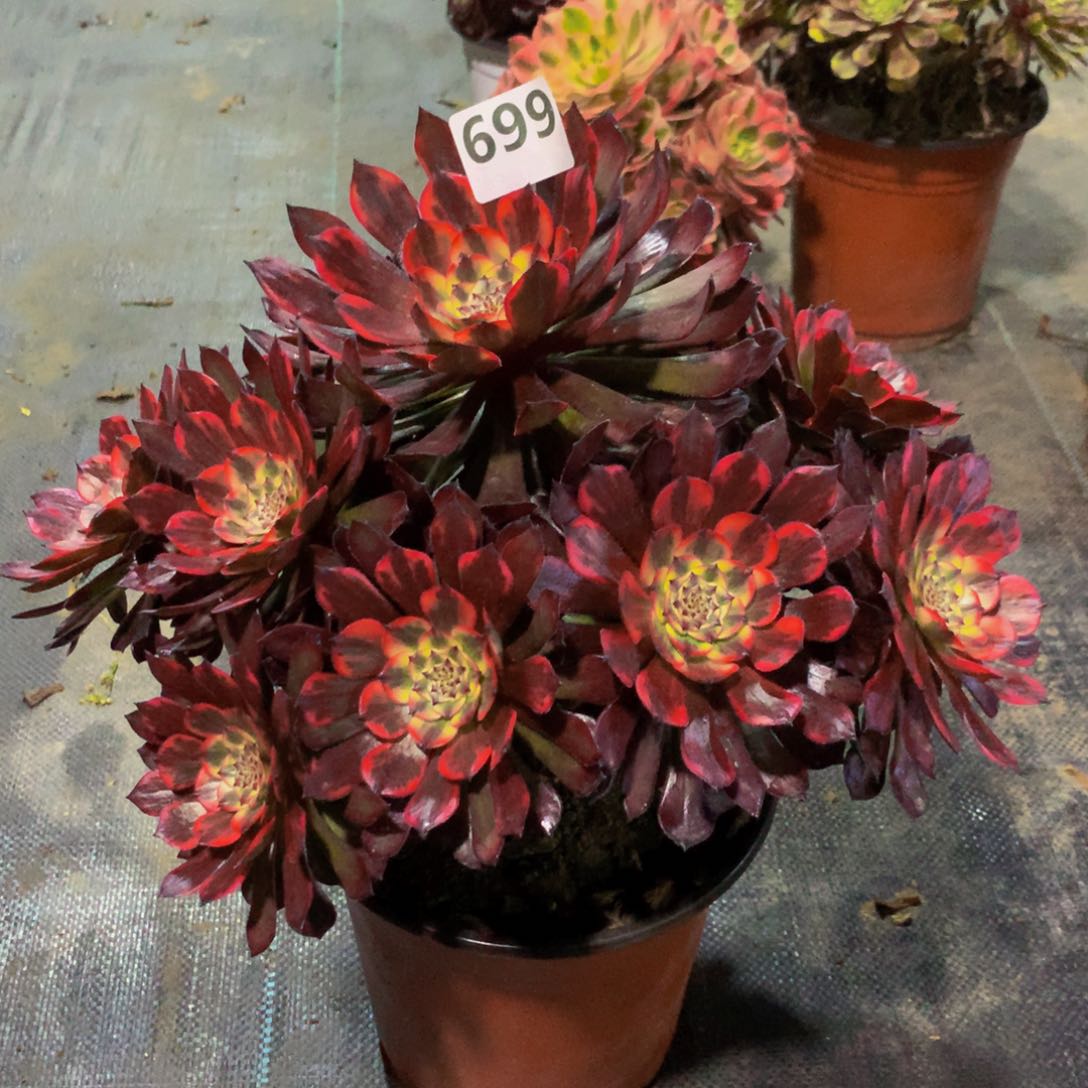 【闪购商品】往****去699烟火福利