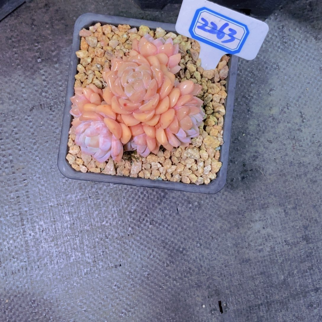 迷***肉2263梦之雪小群一颗