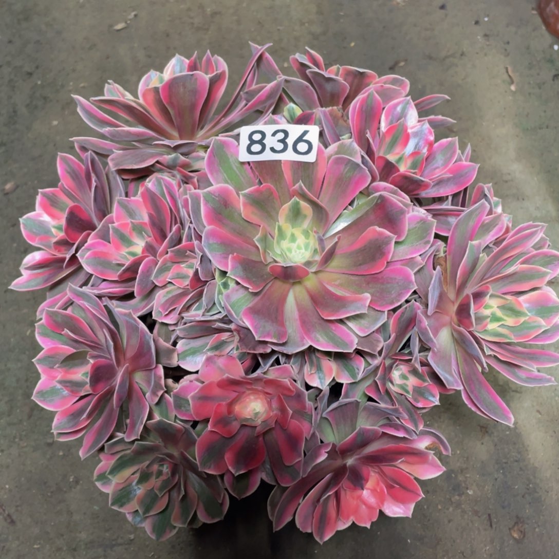 粉女妖…………836号