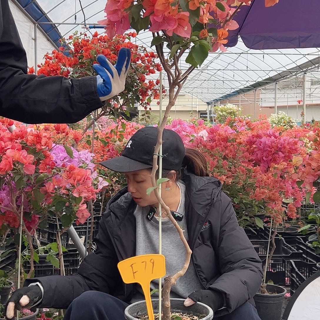 布***丁大部分花苞少量开放F79阿达纳