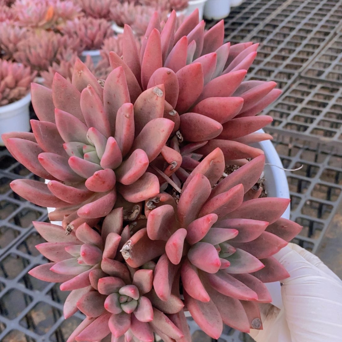 8470桃花源缀化一物一拍