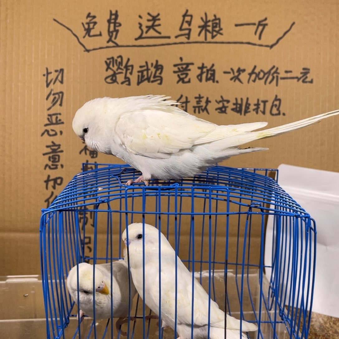 虎皮鹦鹉哈哈哈哈哈哈哈