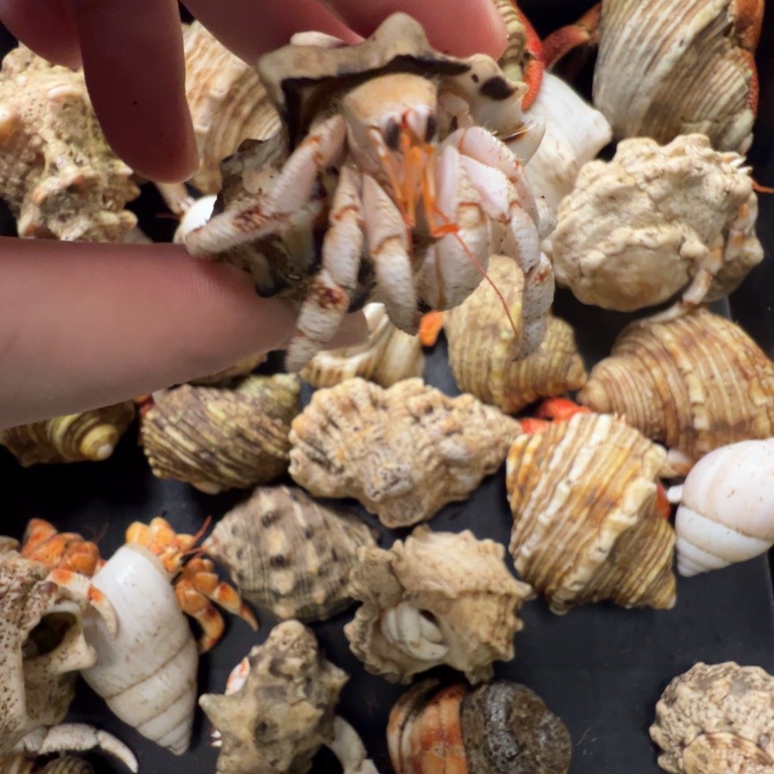 2.0白草淡奶异色咖色