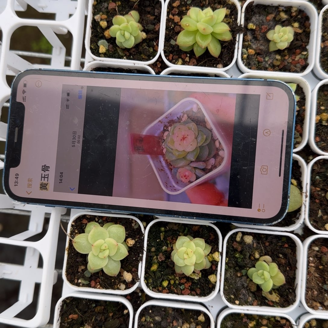 黄玉骨2床一盆满25包邮