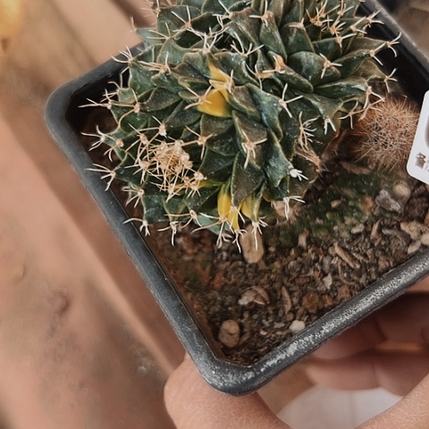 445处理缺水仙人球