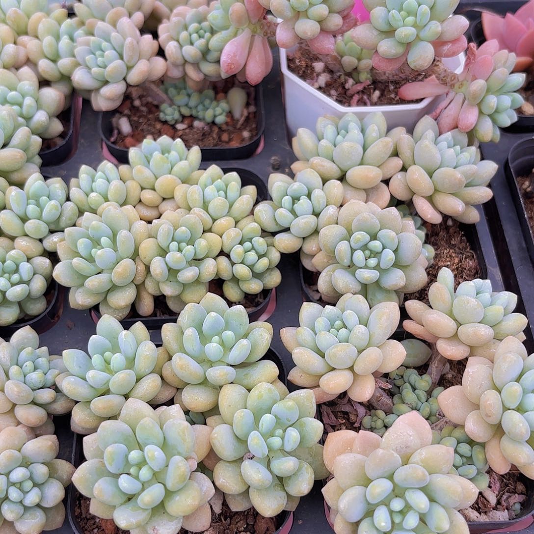 精品泡泡糖多肉植物