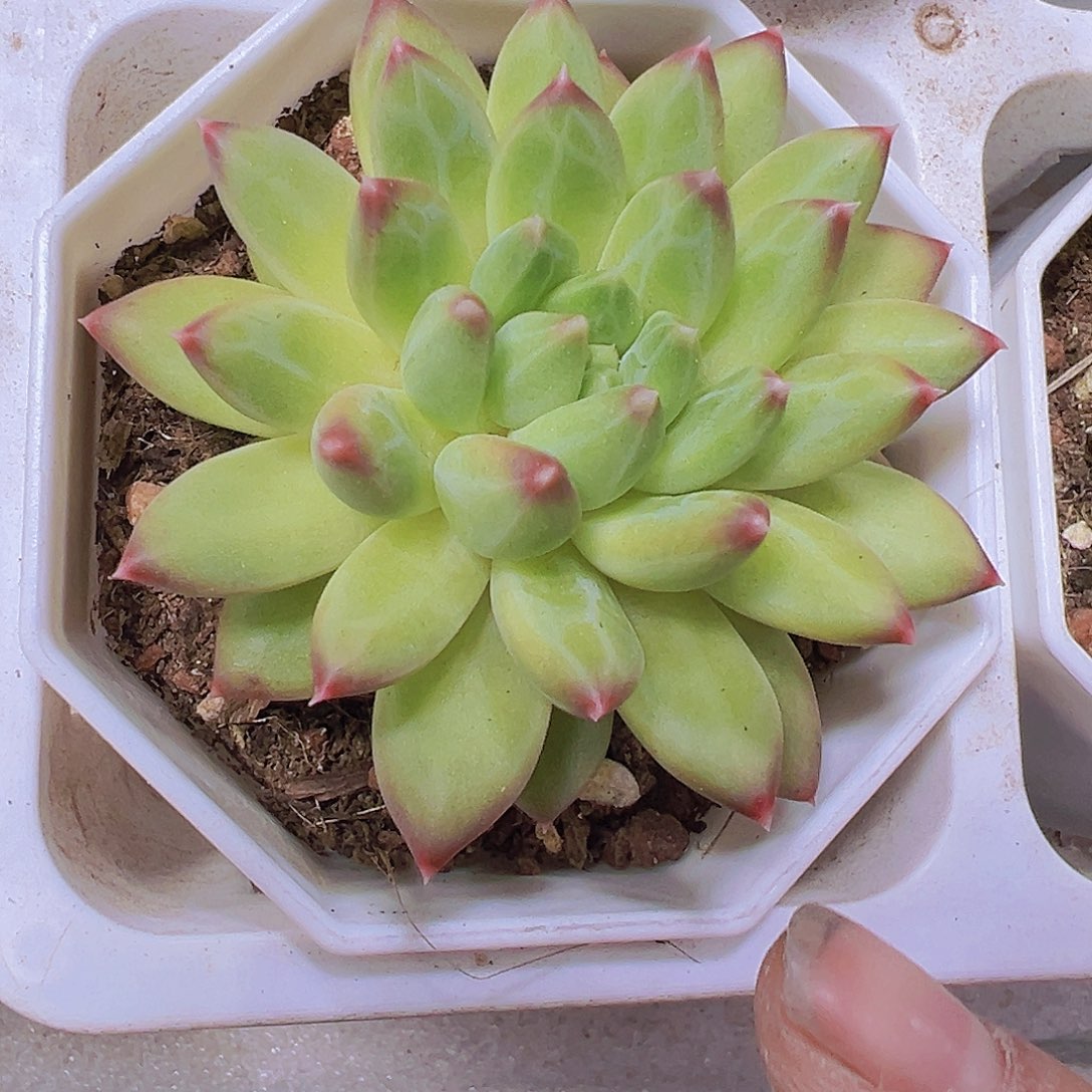 正版甲骨文19包邮多肉