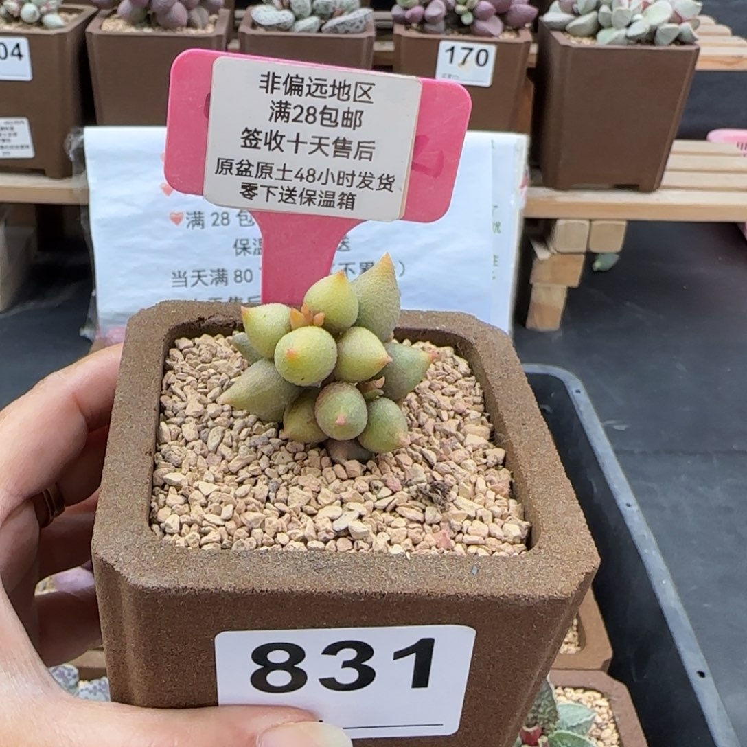 831小辣椒多肉植物