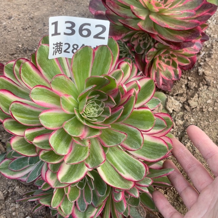 1362三号棚孔雀翎