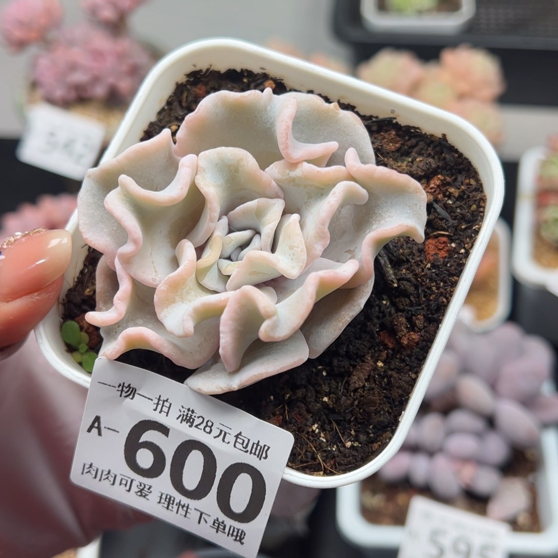 芭蕾舞者多肉多肉多肉多肉多肉