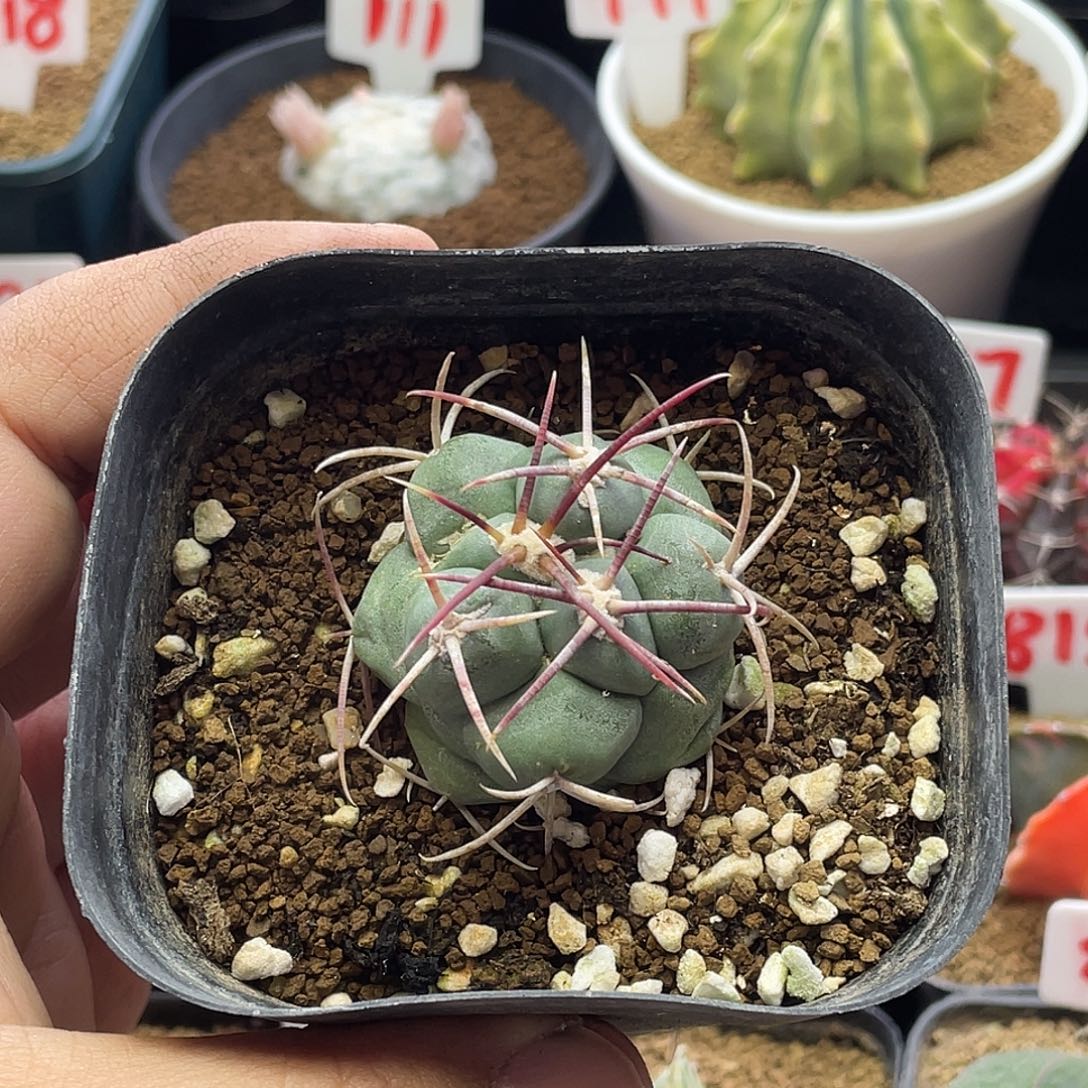 狂刺绯冠龙 脱土包邮