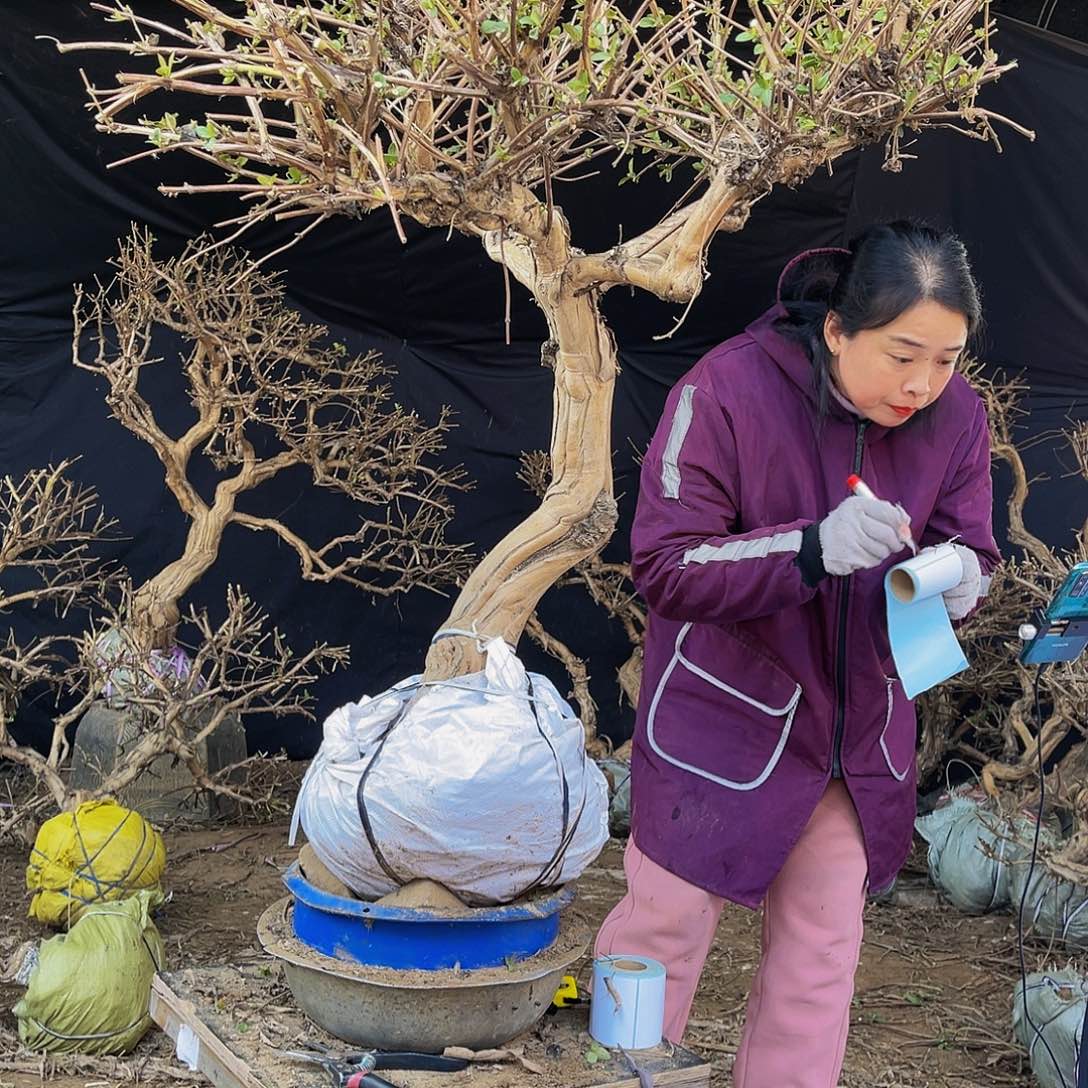 当前无花朵，栽培后可花朵