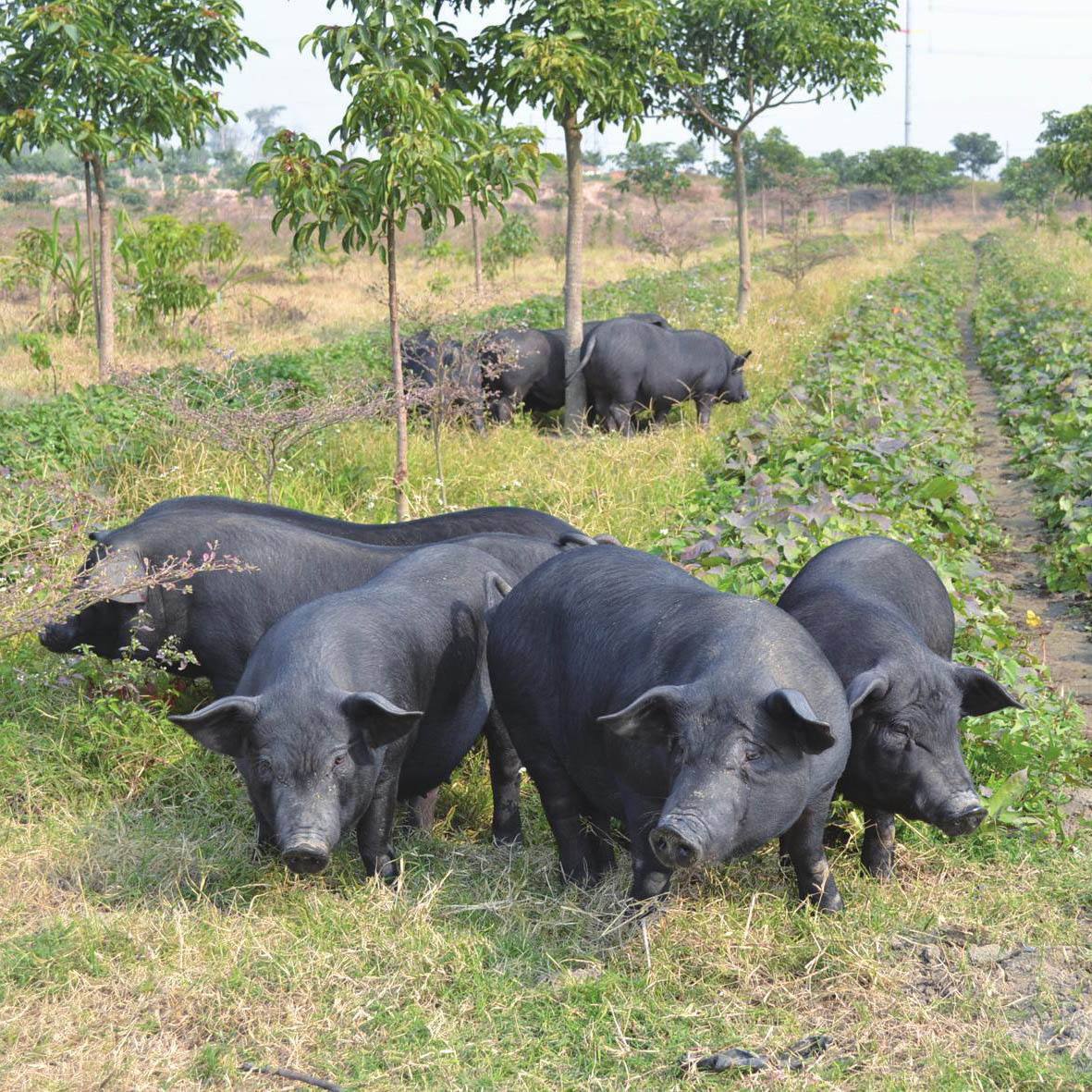 云南散养熟食土猪直播改价链接