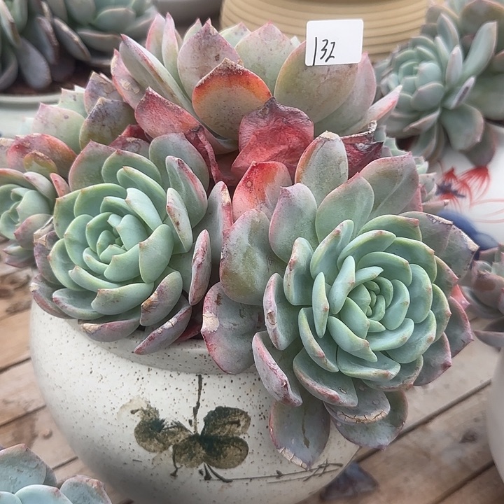 好**啊132凤橙不售后脱土发货不退不换