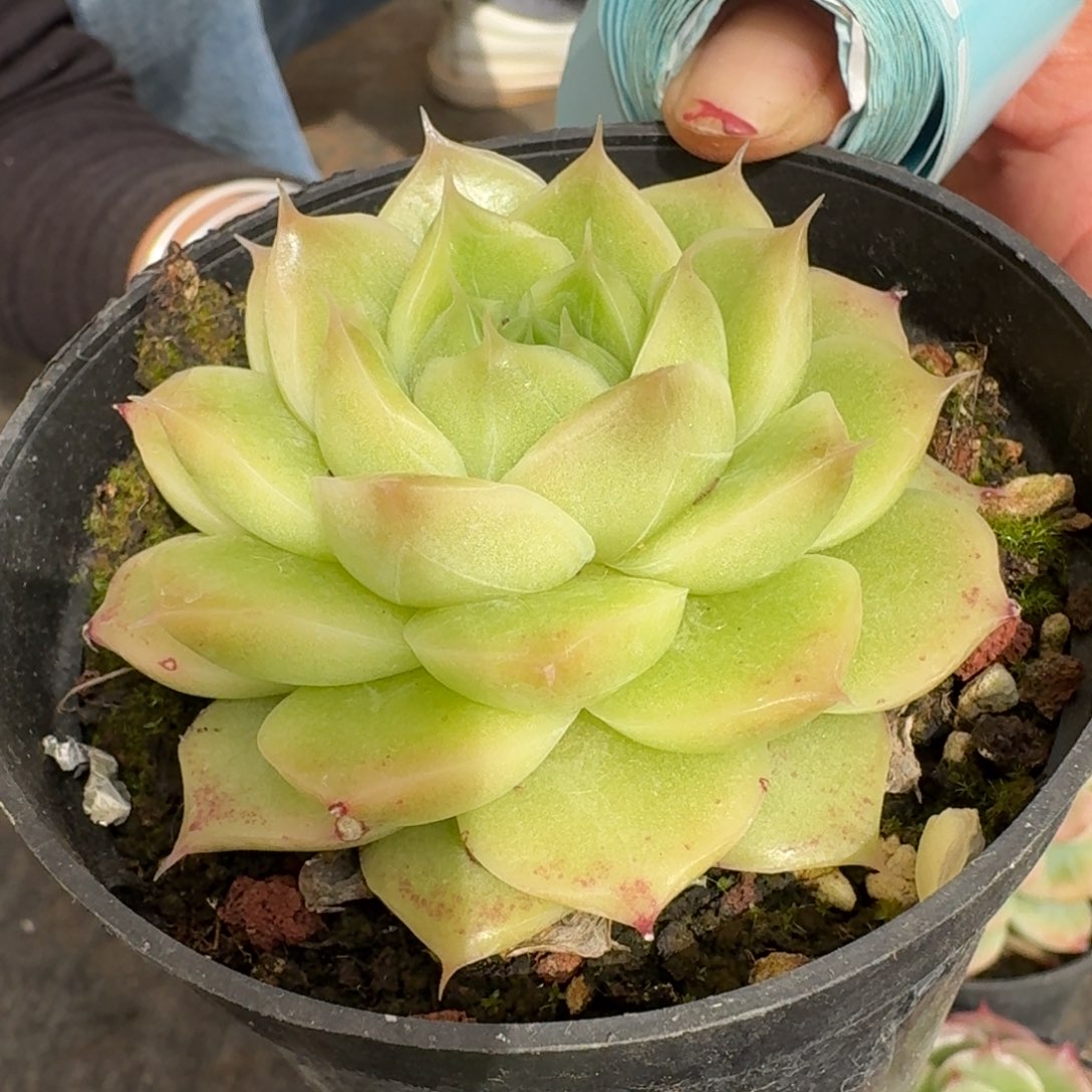 多肉杂交一物一拍25-116