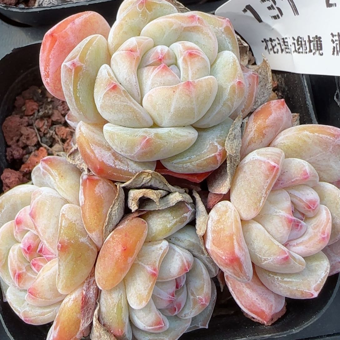 花语逸境0213-131