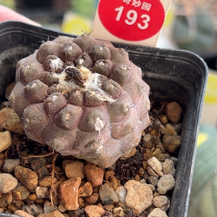 实生蜥蜴皮侧面有斑