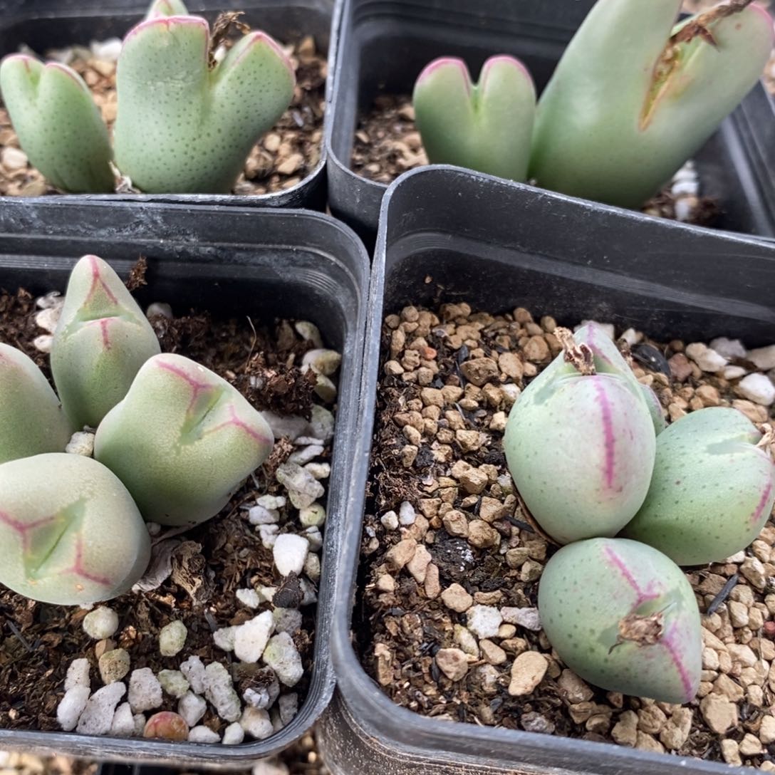 1354少将一组四盒