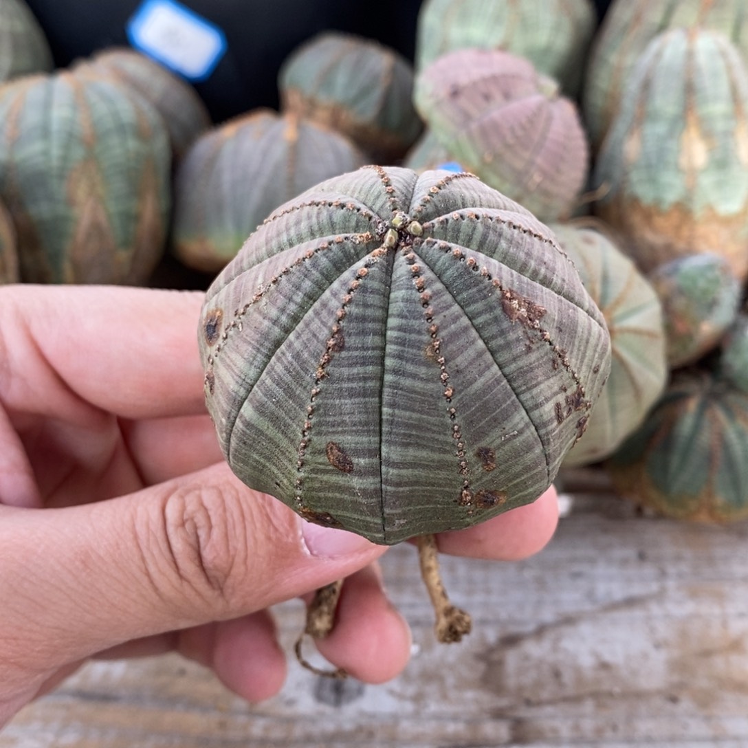 5 欧系实生布纹球多肉植物