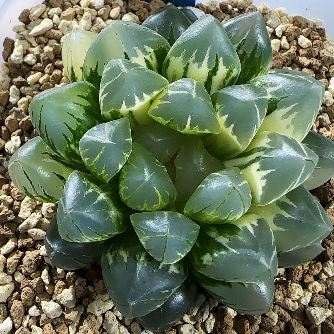 381号非组北极之光锦6.2左右一物一拍带盆土