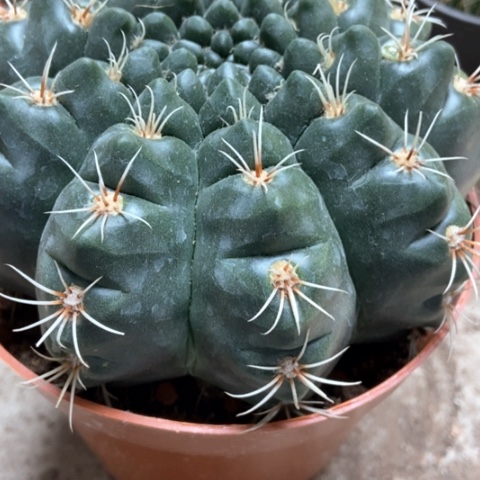 分哦花太仙人球15米仙人球