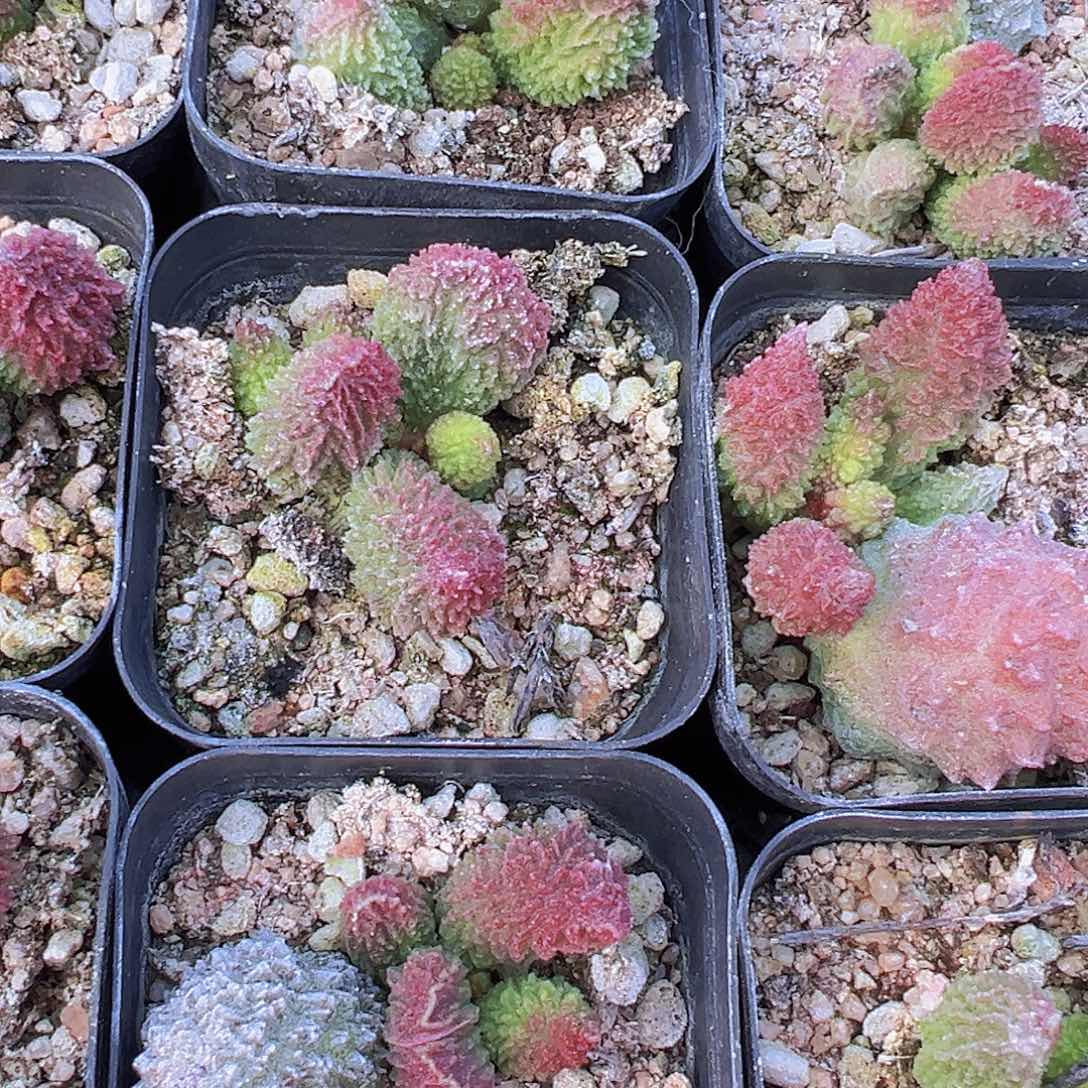 朱子玉19包邮多肉