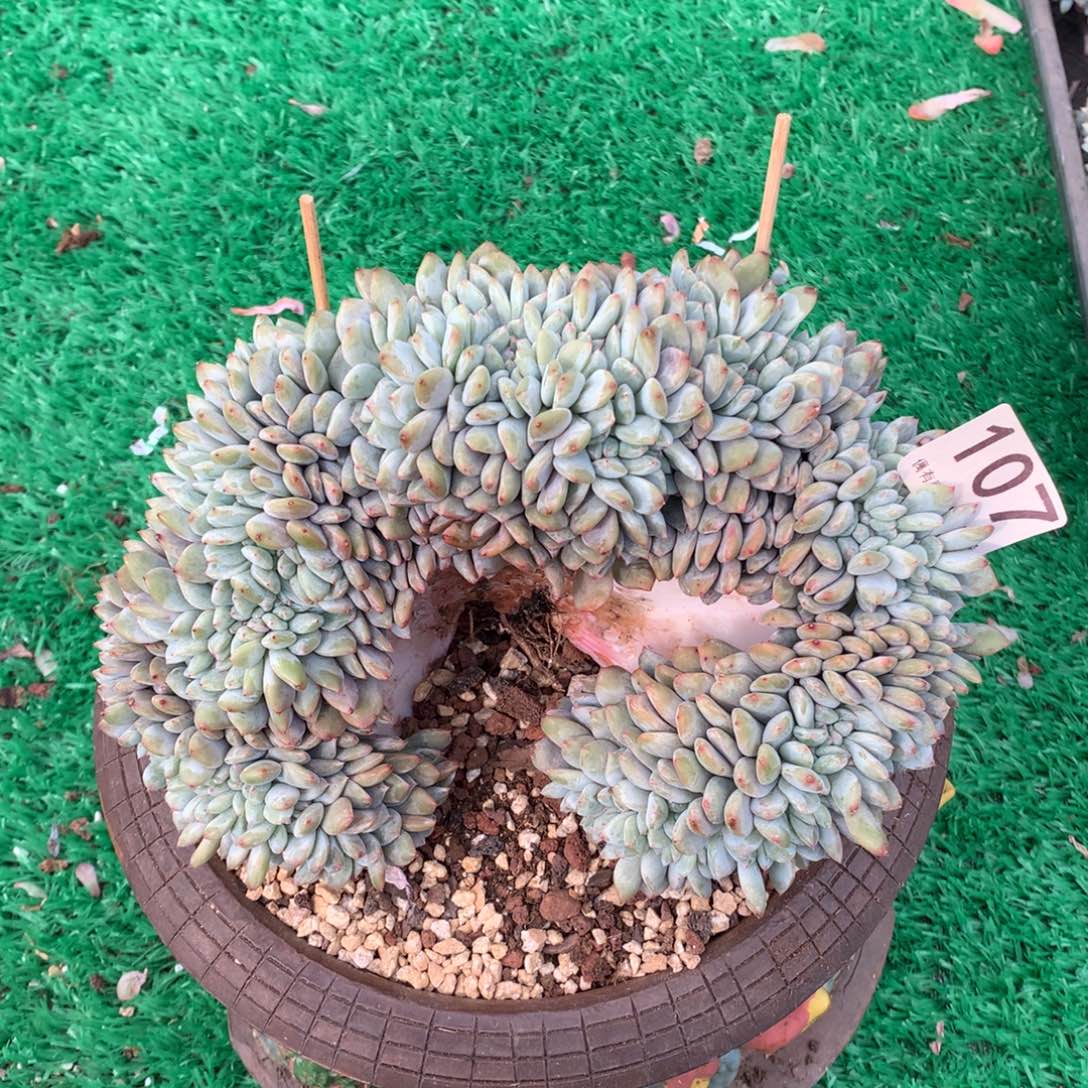 107星影缀多肉植物