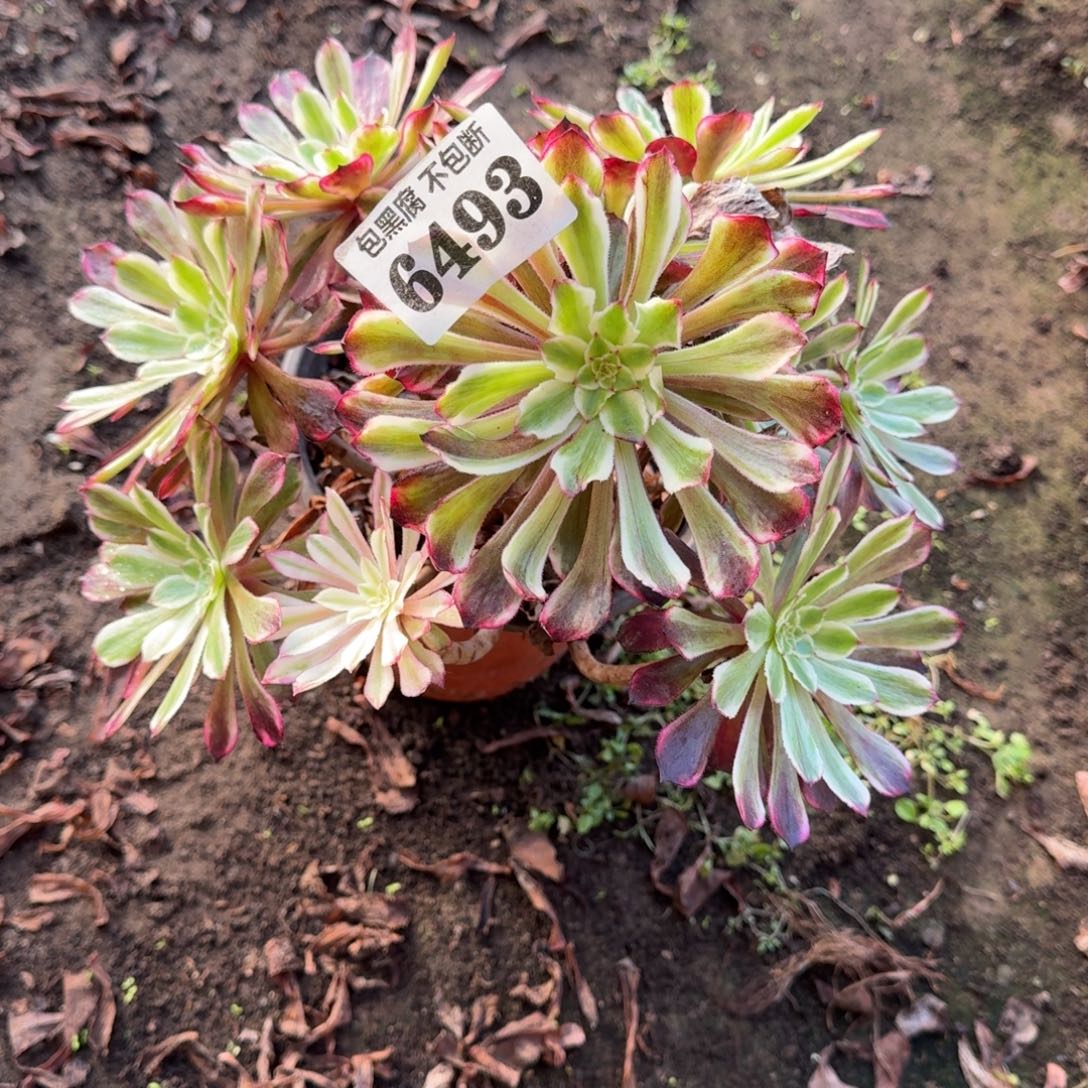 法师水墨画不包断6493 19-38