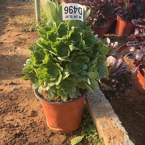 496绿羊绒不包断枝