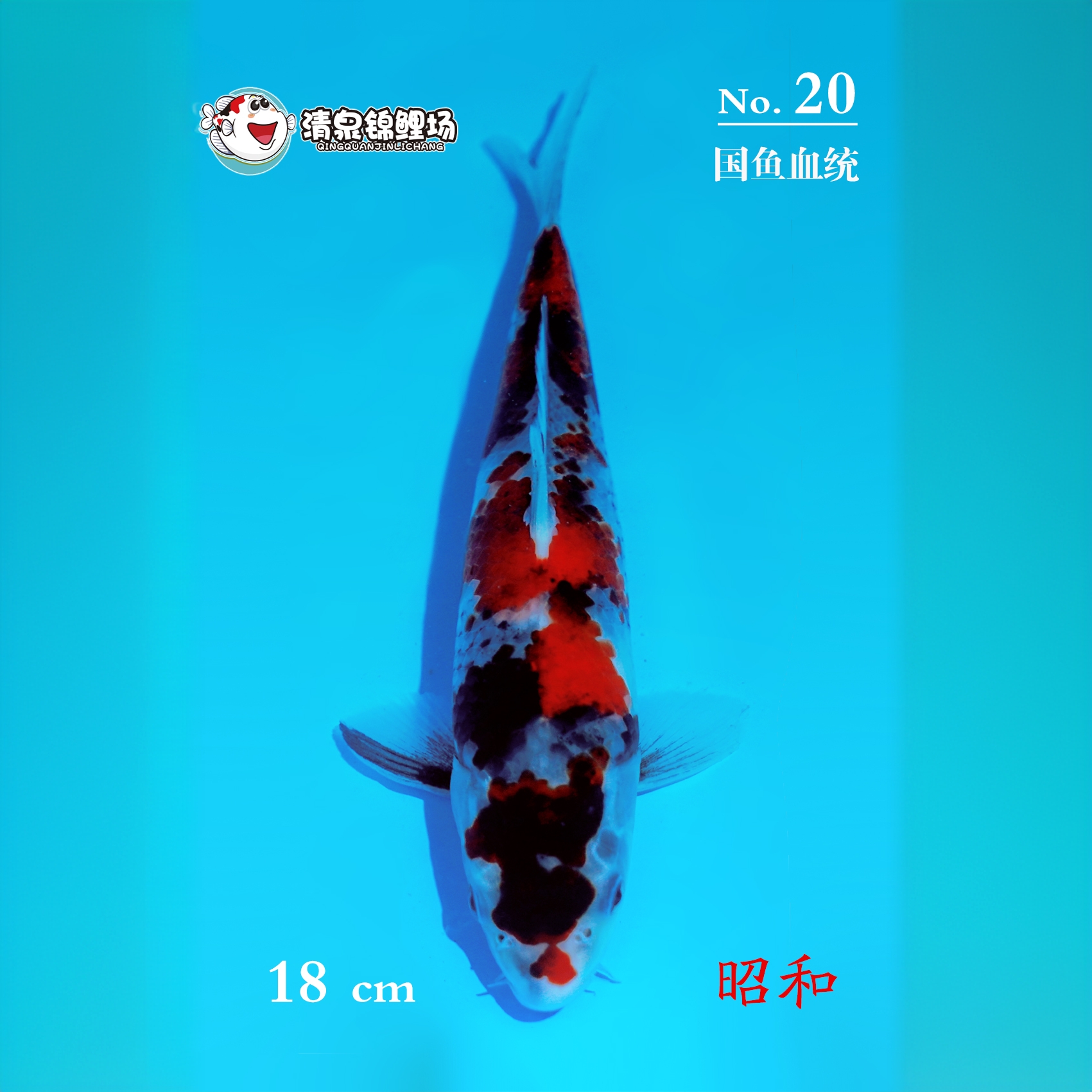 清泉锦鲤 第三次冬季水泥池寄养 国鱼血统 昭和 20号
